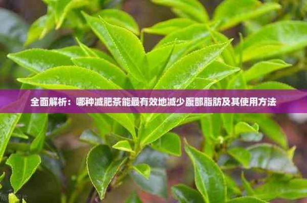 全面解析：哪種減肥茶能最有效地減少腹部脂肪及其使用方法
