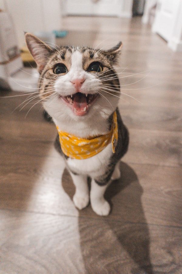 鹿鞭膏中药材