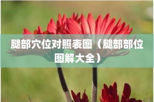 腿部穴位對照表圖（腿部部位圖解大全）