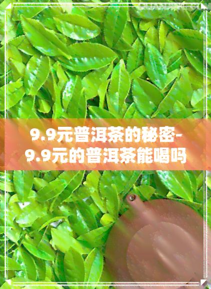 9.9元普洱茶的秘密-9.9元的普洱茶能喝嗎