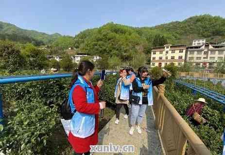 直播間茶葉真假混雜怎么辦？如何辨別真假？