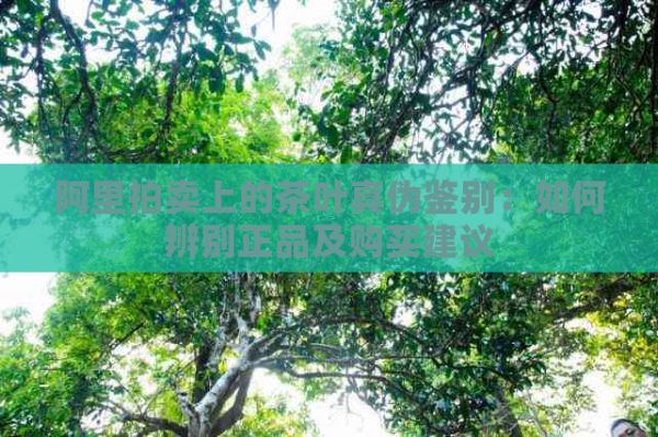 阿里拍賣上的茶葉真?zhèn)舞b別：如何辨別正品及購買建議