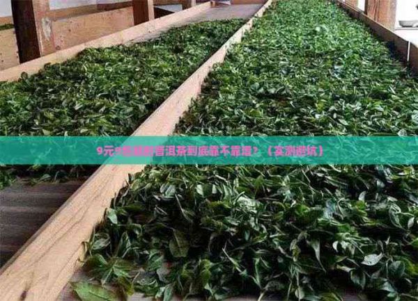 9元9包郵普洱茶試喝