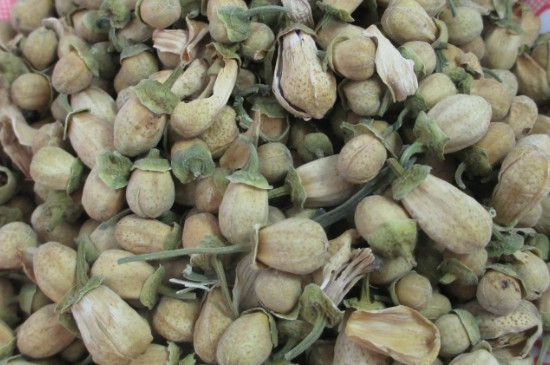 43種花茶功效大全，適合女性長期喝的花茶