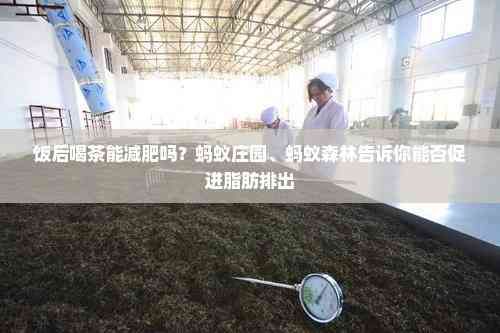 饭后喝茶能减肥吗？蚂蚁庄园、蚂蚁森林告诉你能否促进脂肪排出