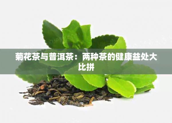 菊花茶與普洱茶：兩種茶的健康益處大比拼