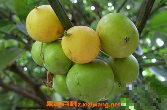 藤黄果的作用与禁忌 藤黄果不适合什么人吃