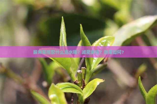 藤黄果搭配什么泡水喝？减肥更佳？效果如何？