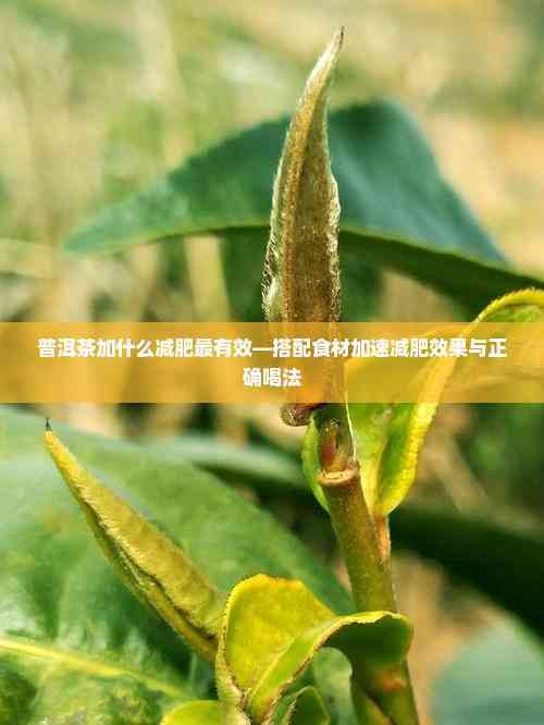 普洱茶加什么减肥最有效—搭配食材加速减肥效果与正确喝法