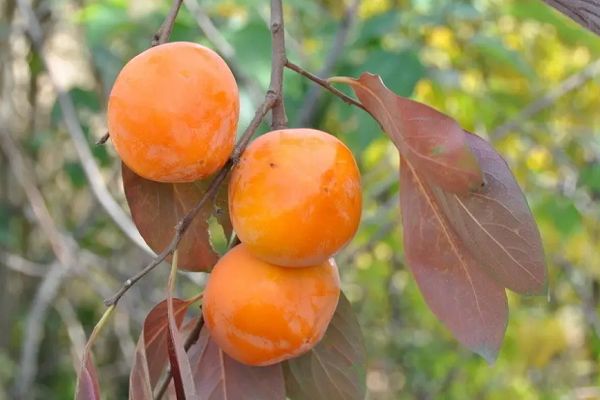 柿子和其他食物并不相克
