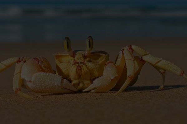 螃蟹食物相克大全图片