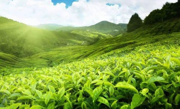 世界产茶国家，大部分遍布于地球广阔的纬度，好茶也在这里