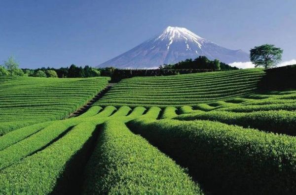 世界产茶国家，大部分遍布于地球广阔的纬度，好茶也在这里