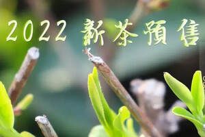 新茶预售｜2022信阳毛尖商城高山茶，预售开启
