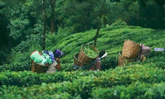 印度大吉岭茶叶：特点、价格及茶园介绍