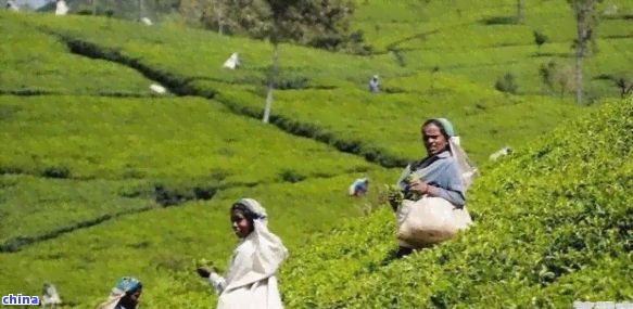 印度大吉岭茶叶：特点、价格及茶园介绍