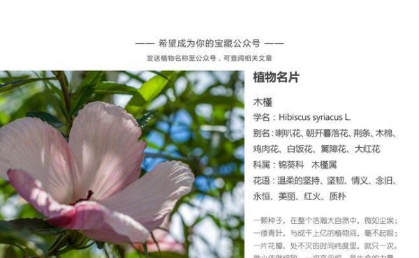 蘆薈盆栽的風(fēng)水之道（擺放位置與寓意大揭秘）