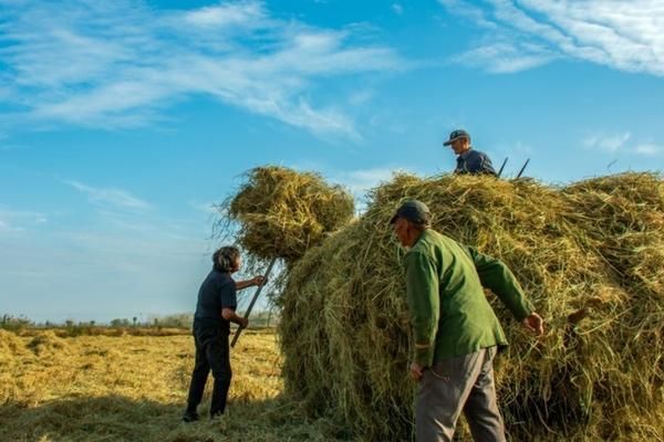 多菌灵的用法：高效、安全、广泛的植物病害防治指南