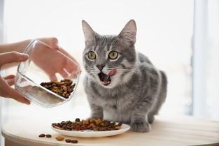 科学配比，营养均衡，猫咪健康首选。