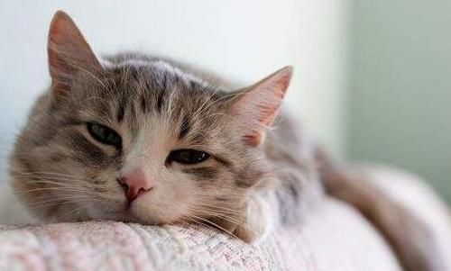 科学配比，营养均衡，猫咪健康首选。