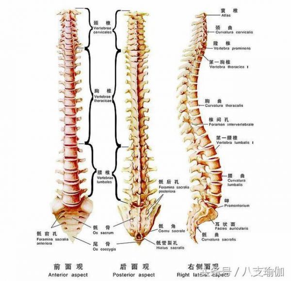 你真的会站吗？瑜伽山式站姿的讲解