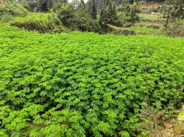决明子白菜种植方法和时间-图1