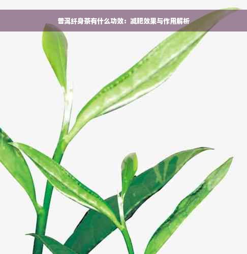 普洱纤身茶有什么功效：减肥效果与作用解析