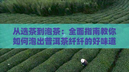从选茶到泡茶：全面指南教你如何泡出普洱茶纤纤的好味道