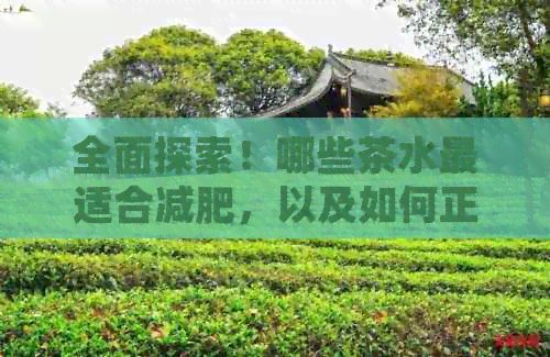 全面探索！哪些茶水最适合减肥，以及如何正确饮用以达到效果