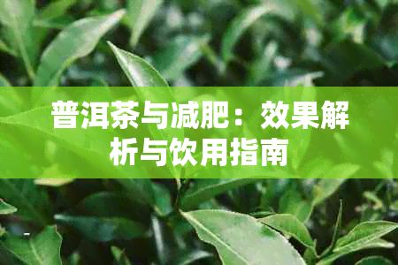 普洱茶與減肥：效果解析與飲用指南