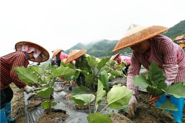 多菌靈的作用和用途正確使用方法 多肉用多菌靈怎么用