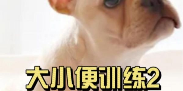培養(yǎng)狗狗定點大小便的有效方法（讓狗狗養(yǎng)成定點方便的習慣，讓生活更美好）
