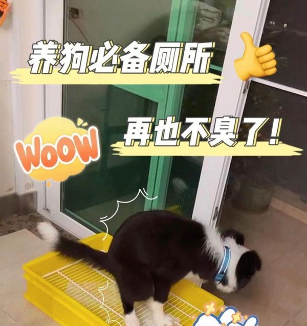 培養(yǎng)狗狗定點大小便的有效方法（讓狗狗養(yǎng)成定點方便的習慣，讓生活更美好）