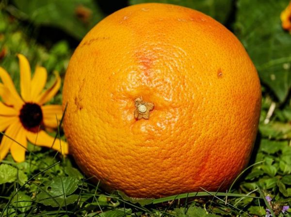 吃紅心柚減脂？科學(xué)搭配+運(yùn)動(dòng)每月瘦1公斤！