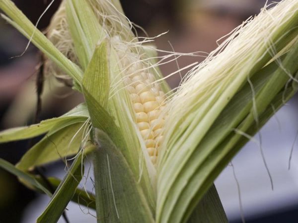 玉米的营养价值与科学食用方法解析