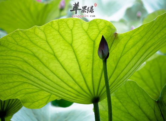 荷葉泡水喝需要注意的事項(xiàng)