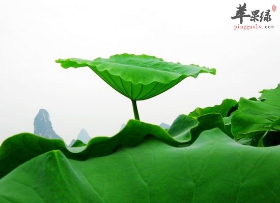 荷葉泡水喝需要注意的事項(xiàng)