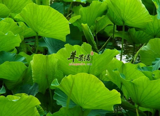 荷葉泡水喝需要注意的事項(xiàng)