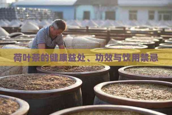 荷葉茶的健康益處、功效與飲用禁忌