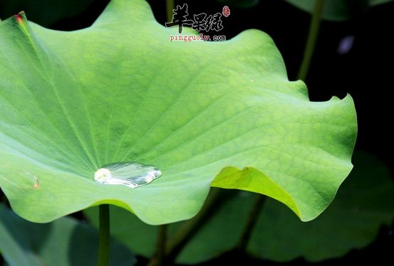 荷葉泡水喝需要注意的五點(diǎn)