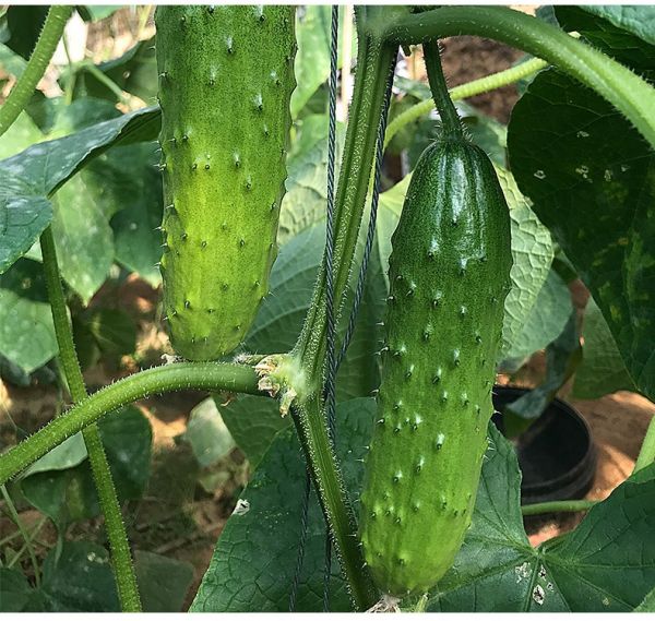 旱黄瓜植株与成熟果实特写
