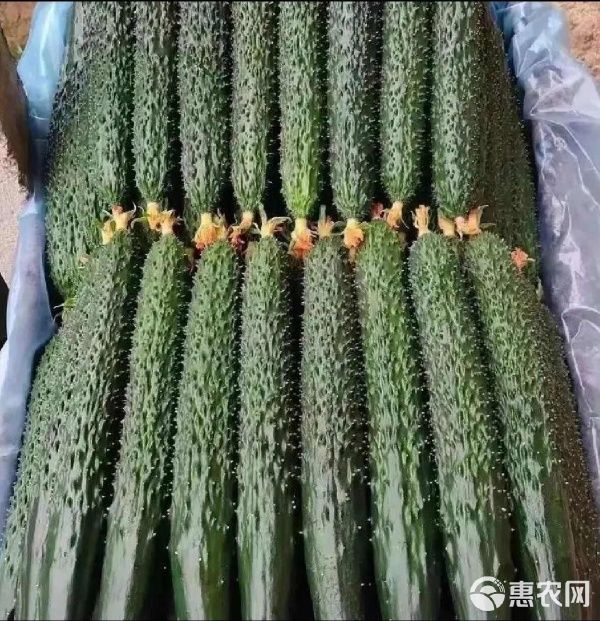 密刺黄瓜 河南商丘夏邑直供 优质蔬菜 绿色健康 口感脆嫩