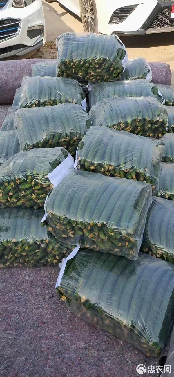 密刺黄瓜 河南商丘夏邑直供 优质蔬菜 绿色健康 口感脆嫩