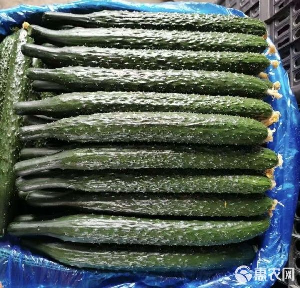 密刺黄瓜 河南商丘夏邑直供 优质蔬菜 绿色健康 口感脆嫩