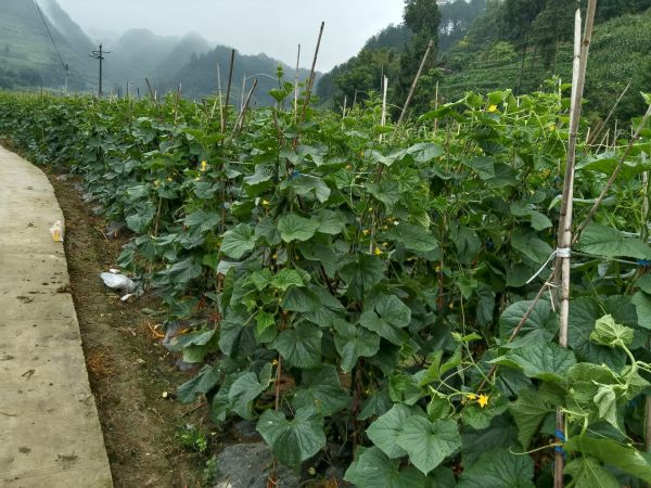密刺黄瓜田间生长实景图