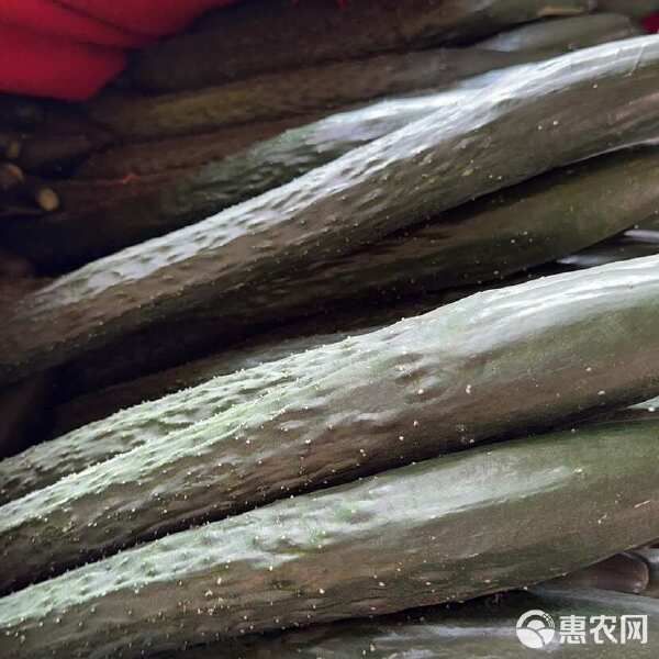 广东现摘优质新鲜黄瓜农家自种带刺水果黄瓜皮批发蔬