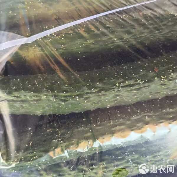 广东现摘优质新鲜黄瓜农家自种带刺水果黄瓜皮批发蔬