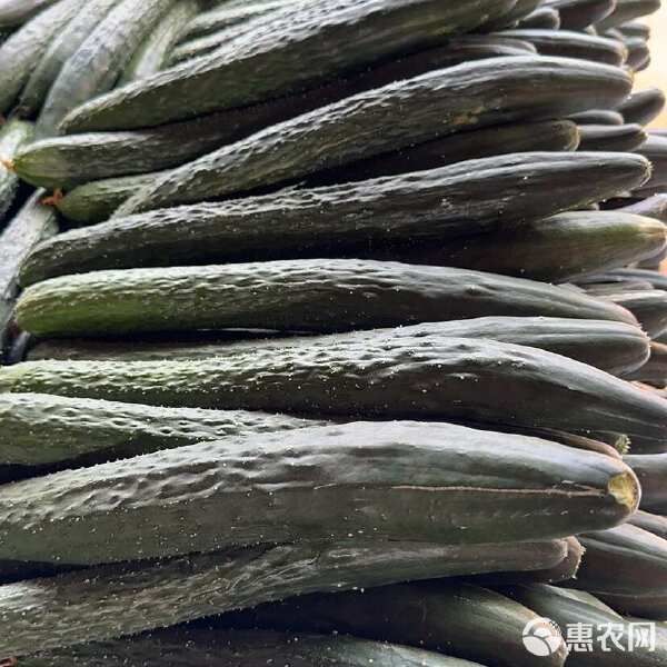 广东现摘优质新鲜黄瓜农家自种带刺水果黄瓜皮批发蔬