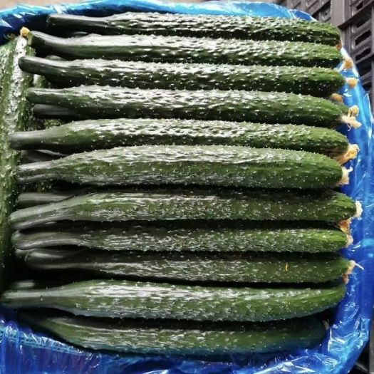密刺黄瓜，夏邑万亩蔬菜基地，货源充足，质量好分类全！