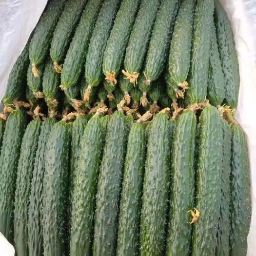 密刺黄瓜 夏邑精品大棚油瓜上市啦，抓紧下单吧